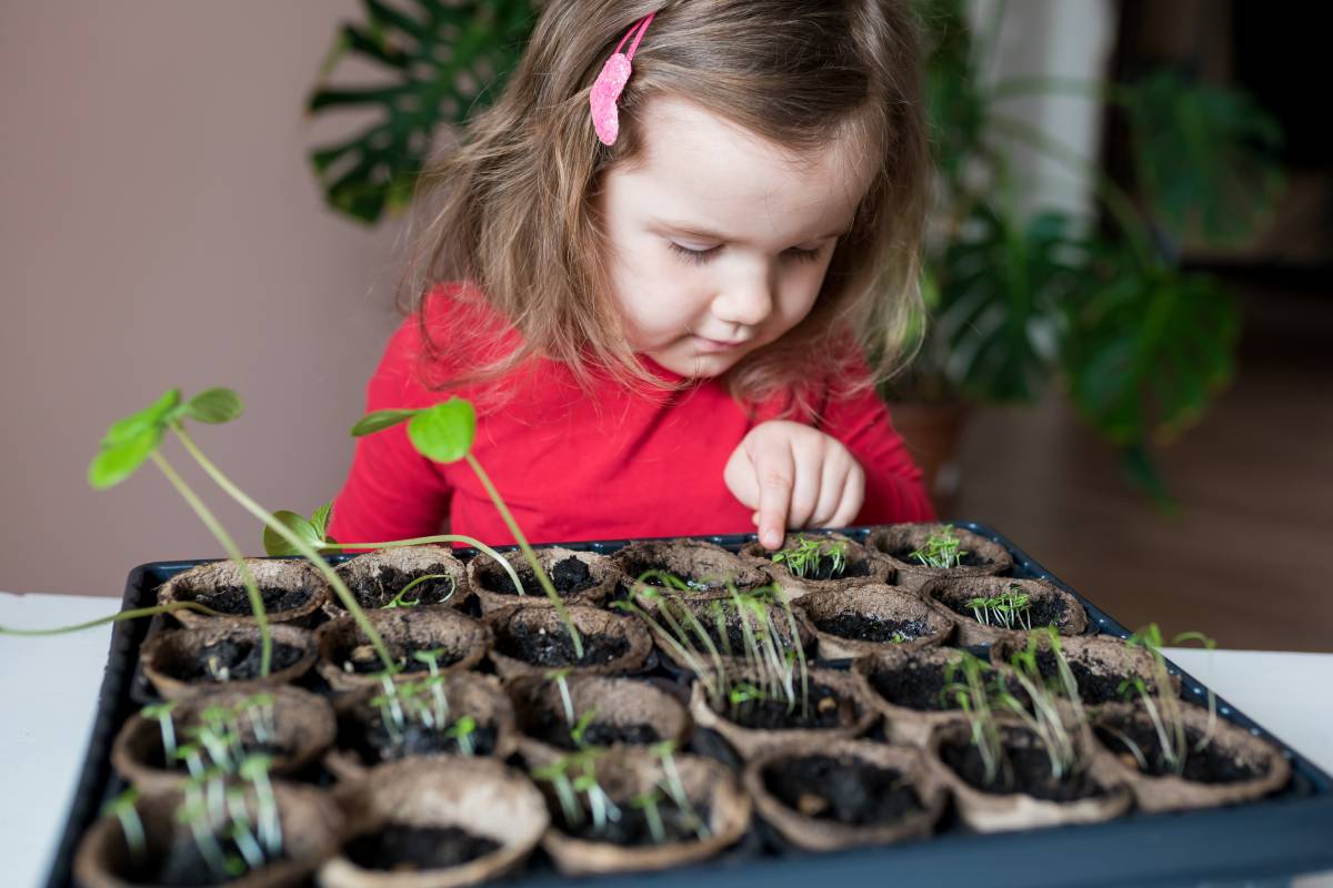Cute girl examining the planted seedlings in recyclable peat pots. Child learning how vegetable seeds are grown at home. Spring gardening season with kids